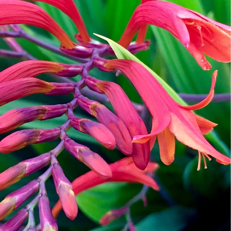 Plant image Crocosmia