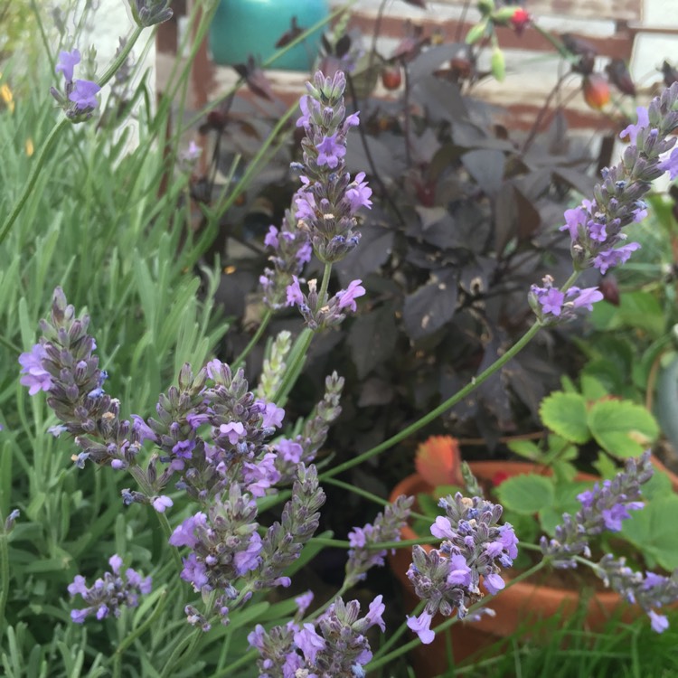 plant image 201589 plant image 201589