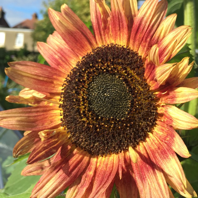 plant image 204675
