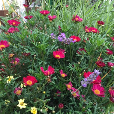 Argyranthemum 'Molimba® Red'