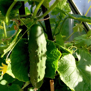 Cucumis sativus 'Burpless'