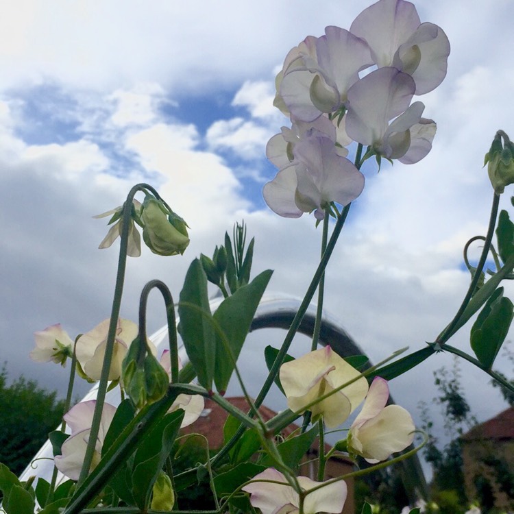 Plant image Lathyrus odoratus