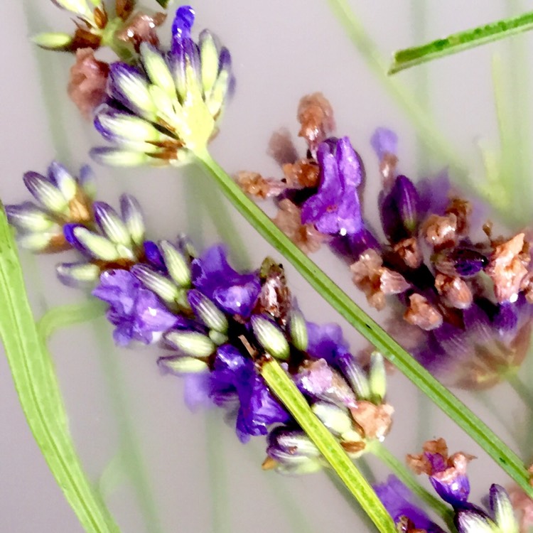 Plant image Lavandula