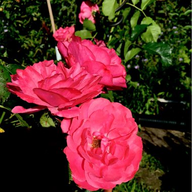 Rosa