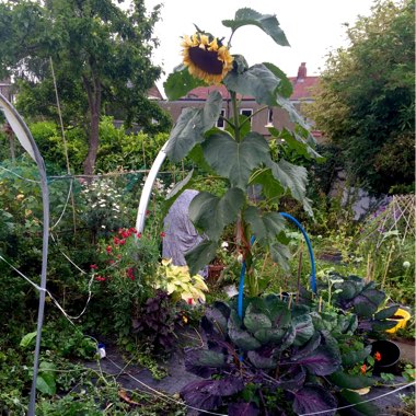 Helianthus annuus 'Russian Giant'