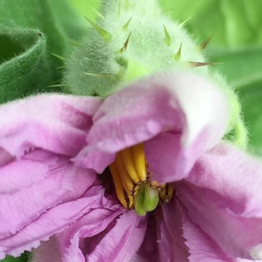 Solanum melongena 'Black Beauty'