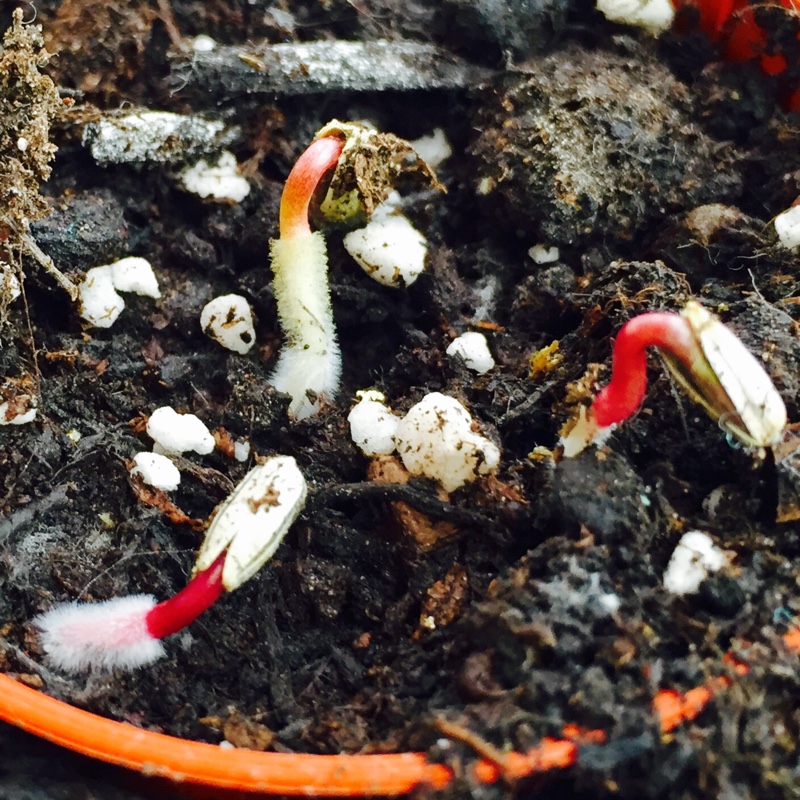plant image 23334