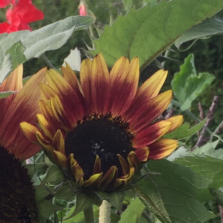 plant image 233627