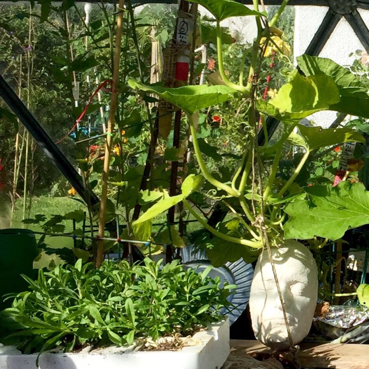 plant image 238488