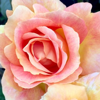 Rosa