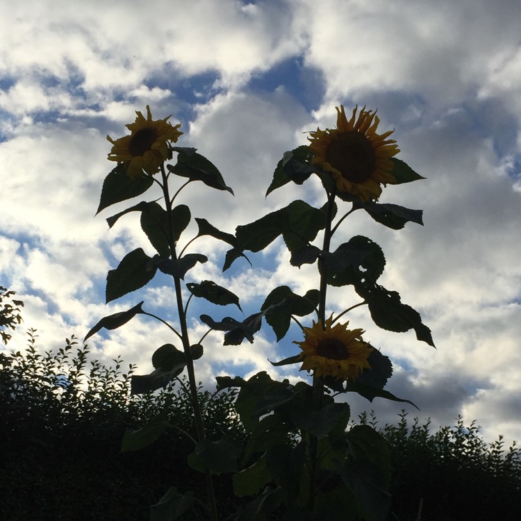 Plant image Helianthus annuus 'Russian Giant'