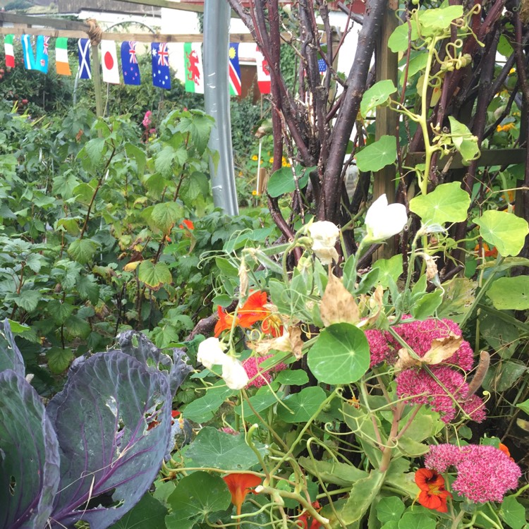 plant image 241542