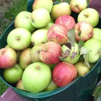 Malus domestica