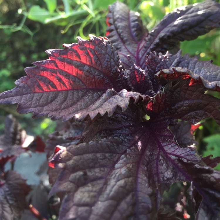 Plant image Perilla frutescens