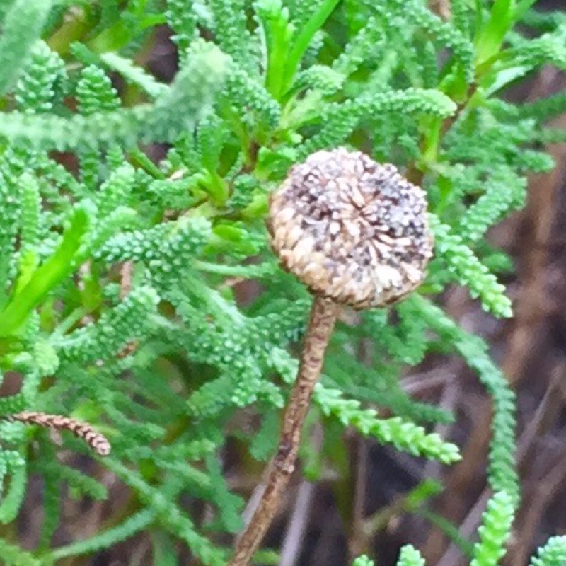 Santolina chamaecyparissus