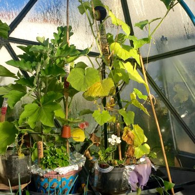 Cucumis sativus 'Burpless'