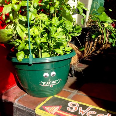 Ocimum basilicum 'Sweet Mammoth'