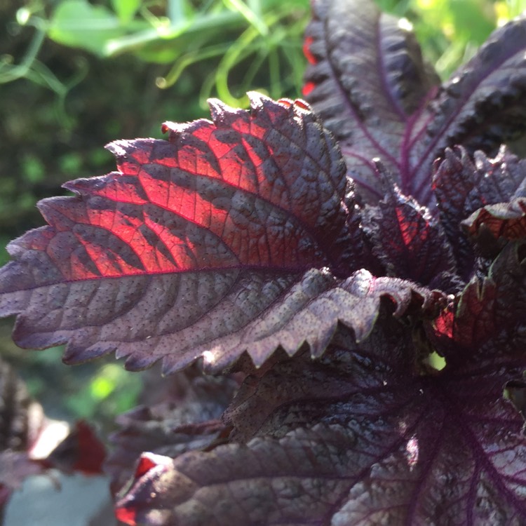 Plant image Perilla frutescens