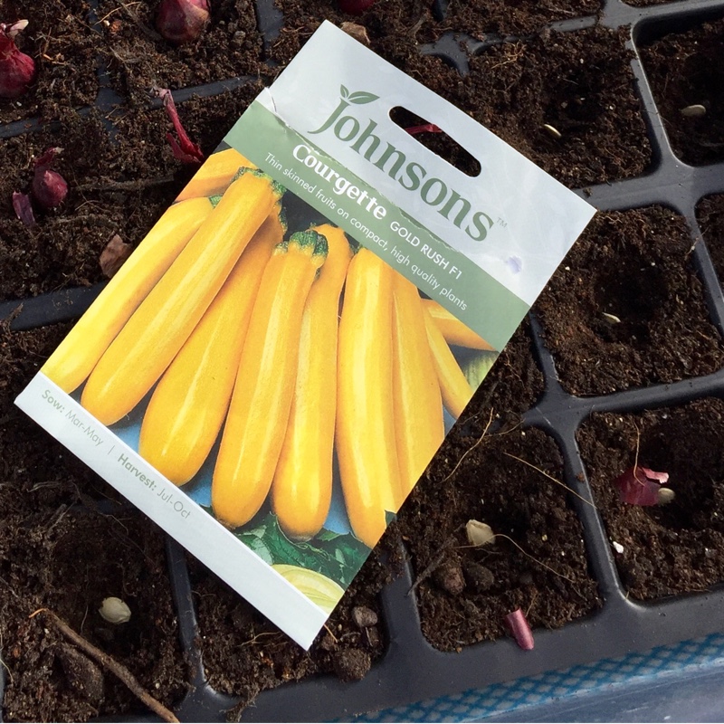 Plant image Cucurbita Pepo var. Cylindrica 'Atena'