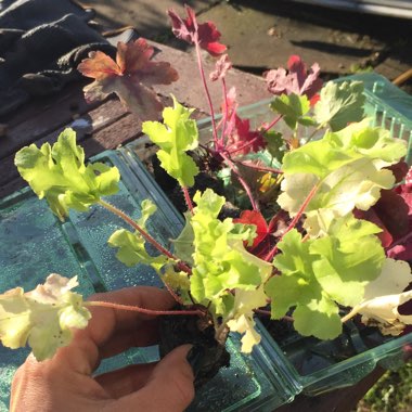 x Heucherella 'Gold Cascade'