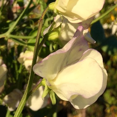 Lathyrus Odoratus 'Wuthering Heights'