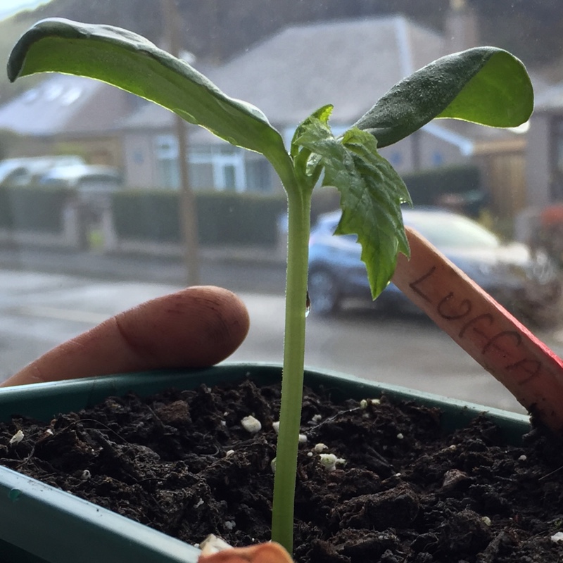 plant image 27372