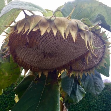 Helianthus annuus