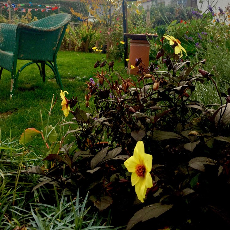plant image 275215