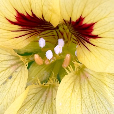 Tropaeolum majus 'Tom Thumb'