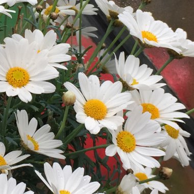 Argyranthemum 'Summit White'