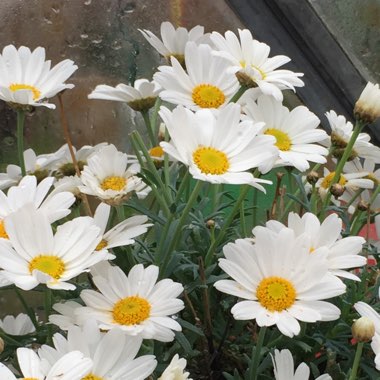 Argyranthemum 'Summit White'