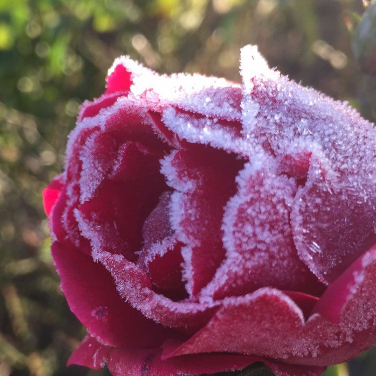 plant image 286643