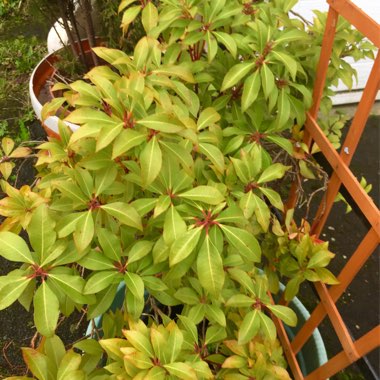 Pieris japonica 'Mountain Fire'