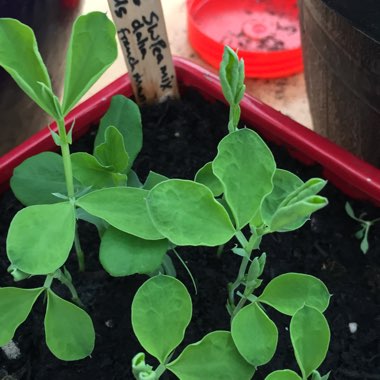 Lathyrus odoratus