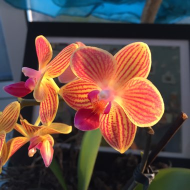 Phalaenopsis