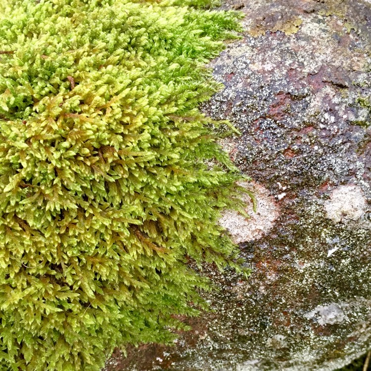 plant image 305083