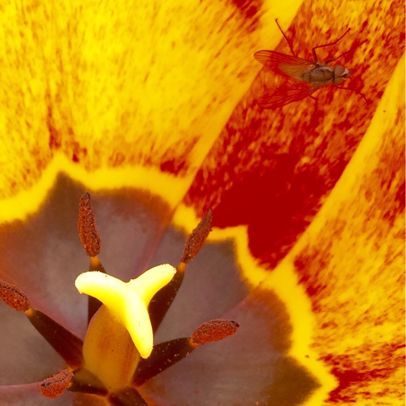 plant image 32304