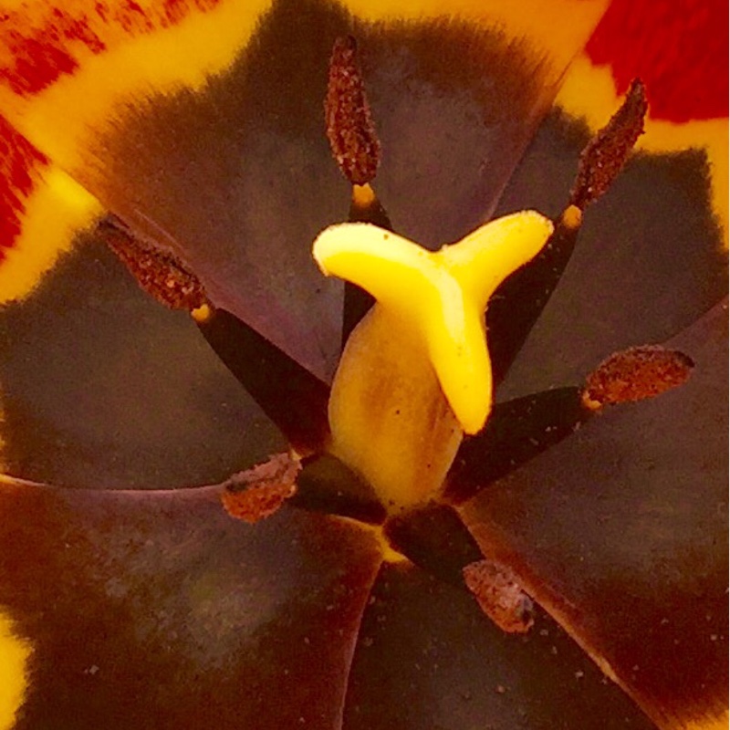 plant image 32306
