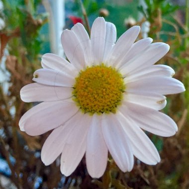 Argyranthemum