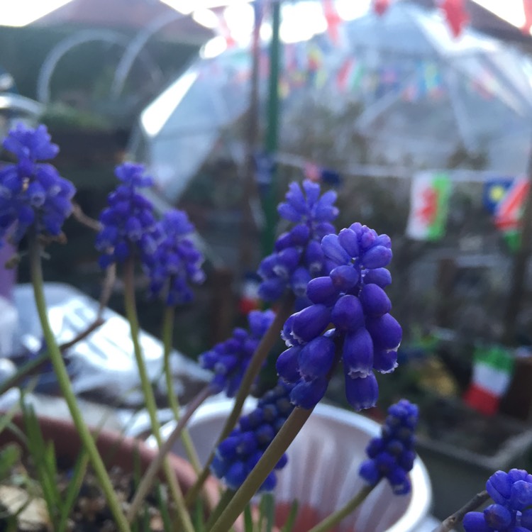 Plant image Muscari neglectum