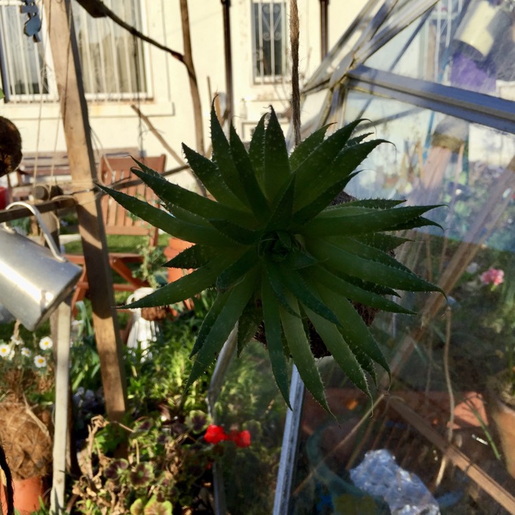 Plant image Aloe Vera
