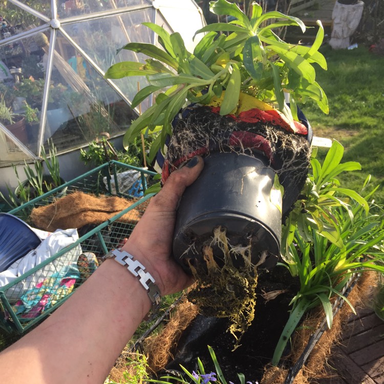 plant image 359533