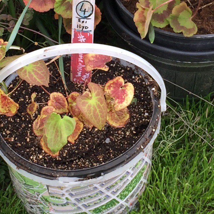 Plant image Epimedium x omeiense