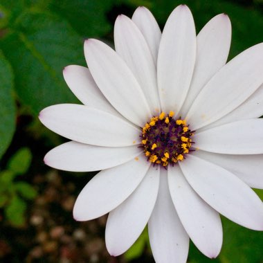 Osteospermum 'Marguerite White'