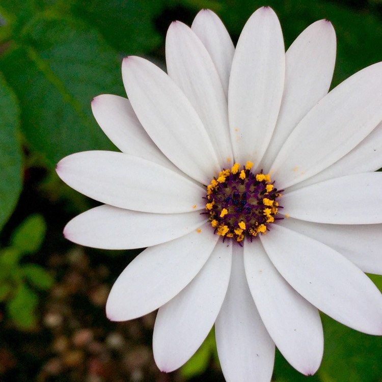 Plant image Osteospermum 'Marguerite White'