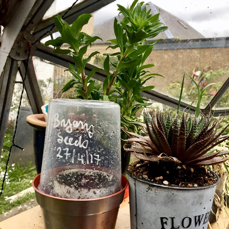 Plant image Dioscorea communis syn. Tamus communis
