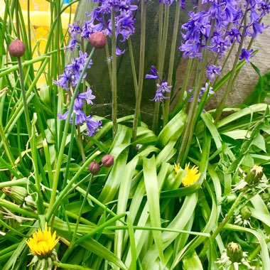 Hyacinthoides x massartiana