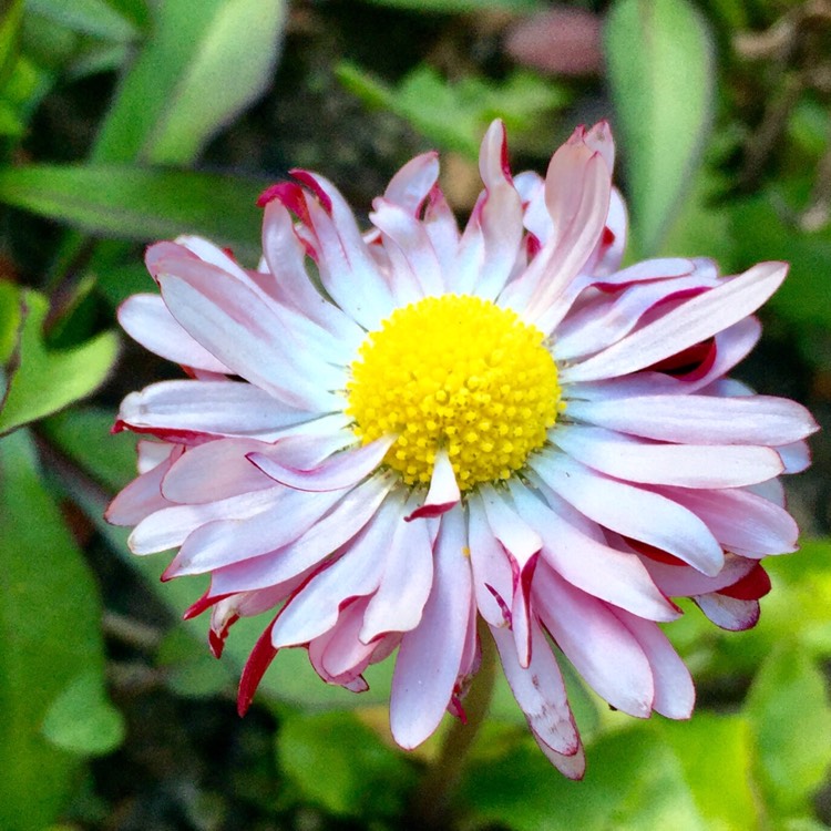 Plant image Bellis Perennis