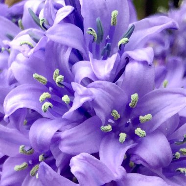 Hyacinthoides x massartiana