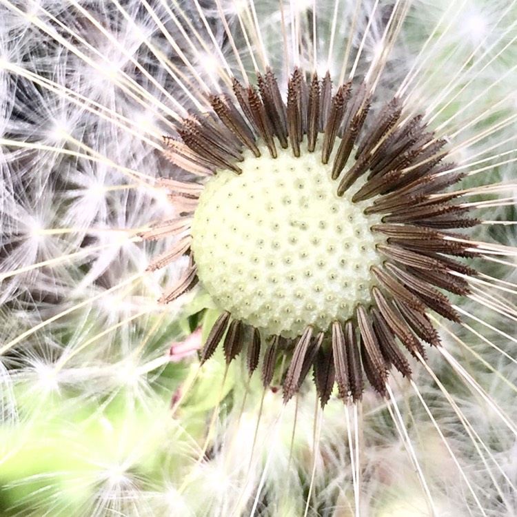 Plant image Taraxacum officinale